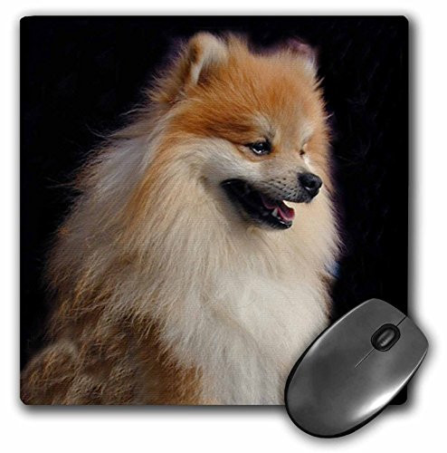 3dRose LLC 8 x 8 x 0.25 Inches Mouse Pad, Pomeranian Portrait (mp_1261_1)