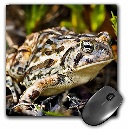 3dRose LLC 8 x 8 x 0.25 Inches Mouse Pad, Fowlers Toad, Jim Gilbert (mp_92464_1)