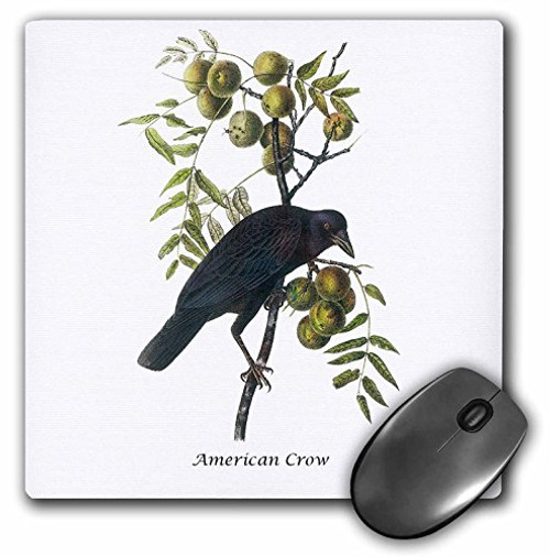 3Drose LLC 8 X 8 X 0.25 Inches Mouse Pad, American Crow by John James Audubon (Mp_114049_1) 3Drose LLC 8 X 8 X 0.25 Inches Mouse Pad, American Crow by John James Audubon (Mp_114049_1)