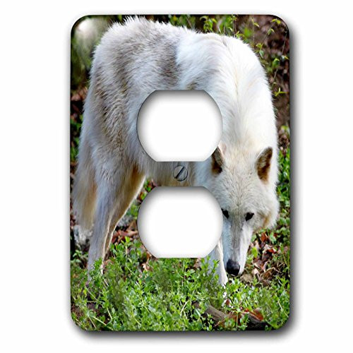 3dRose LLC lsp_127848_6 Female Gray Wolf A White Colored Female Gray Wolf 2 Plug Outlet Cover