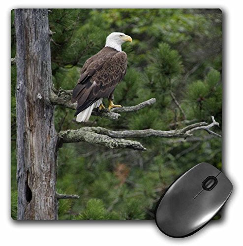 3dRose LLC 8 x 8 x 0.25 Inches Mouse Pad, American Bald Eagle, Raymond Klass (mp_91434_1)