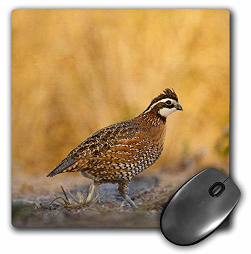 Northern Bobwhite quail bird, male walking - US44 LDI0537 - Mouse Pad, 8 by 8 inches (mp_146674_1) Northern Bobwhite quail bird, male walking - US44 LDI0537 - Mouse Pad, 8 by 8 inches (mp_146674_1)