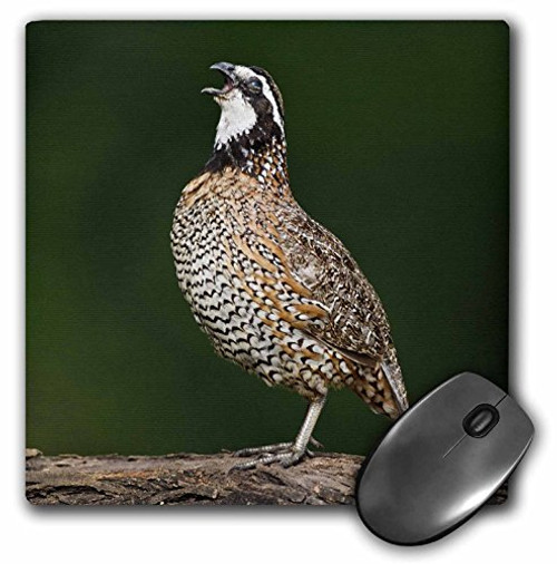 Northern Bobwhite quail bird calling - US44 LDI0711 - Larry Ditto - Mouse Pad, 8 by 8 inches (mp_146837_1) Northern Bobwhite quail bird calling - US44 LDI0711 - Larry Ditto - Mouse Pad, 8 by 8 inches (mp_146837_1)