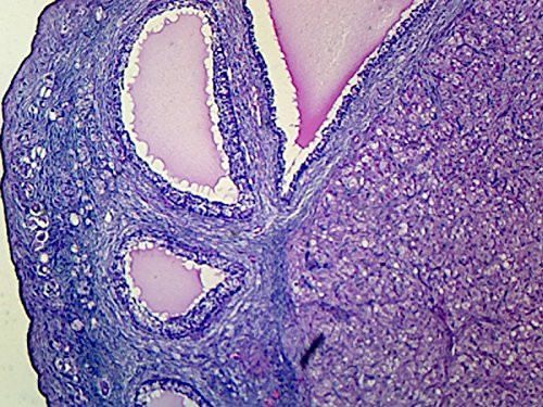 GSC International Corpus Luteum  Microscope Slide