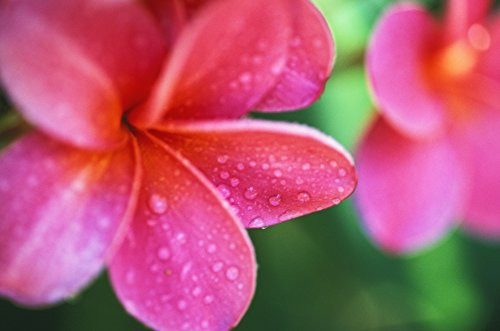 Posterazzi Hawaii Maui Close-Up Pink Plumeria Flowers Aka Frangipani On Plant Outdoor Water Droplets Wet Blurry Background Poster Print, (17 x 11)