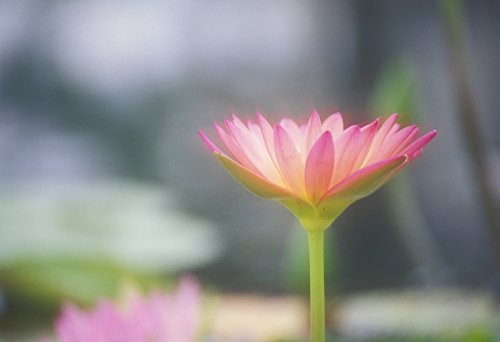 Posterazzi Hawaii Soft Focus Close-Up Side View Of Pink Water Lily Outdoor On Plant Blurry Background Poster Print (17 x 11)