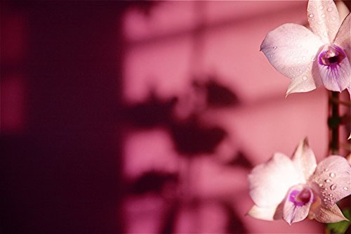 Posterazzi DPI1974078 Hawaii Kauai White Orchid With Pink Lighting. Poster Print 17 x 11 Posterazzi DPI1974078 Hawaii Kauai White Orchid With Pink Lighting. Poster Print 17 x 11