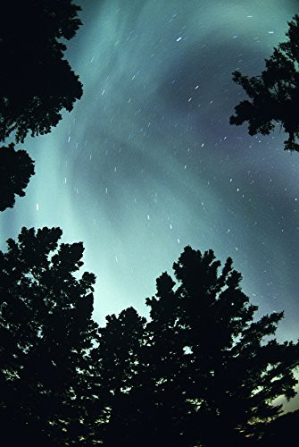 Posterazzi View Of Trees And Northern Lights Birds Hill Provincial Park Manitoba Poster Print (11 x 17)