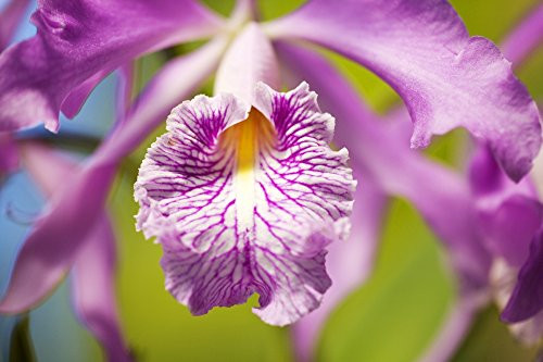 Posterazzi Hawaii Maui Vibrant Pink Orchid. Poster Print (17 x 11)