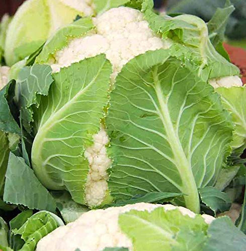 Snowball Self Blanching Cauliflower 1000 Premium Heirloom Seeds Great Addition to Home Garden Isla s Garden Seeds Non GMO 90 Germination Rates Highest Quality Seed