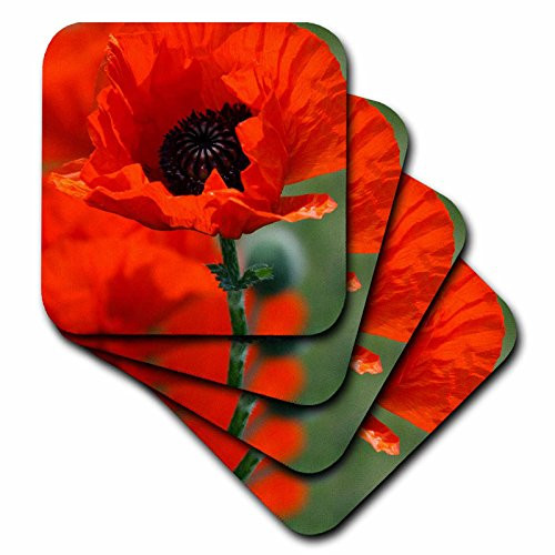 3dRose Beautiful Red Poppy - Ceramic Tile Coasters, set of 4 (cst_29205_3)
