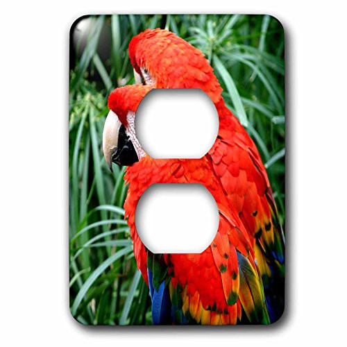 3dRose lsp_244393_6 Two Large Colorful Scarlet Macaws Or Parrot Plug Outlet Cover, Mixed