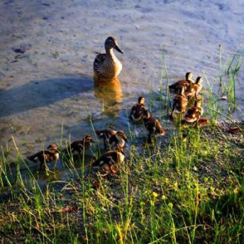 Posterazzi Mother Duck And Family I Poster Print by Alan Hausenflock 24 x 24