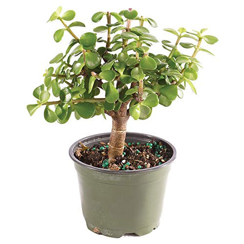 Brussel s Bonsai Live Dwarf Jade Indoor Bonsai Tree4 Years Old 6 to 8 Tall with Plastic Grower Pot Medium Brussel s Bonsai Live Dwarf Jade Indoor Bonsai Tree4 Years Old 6 to 8 Tall with Plastic Grower Pot Medium