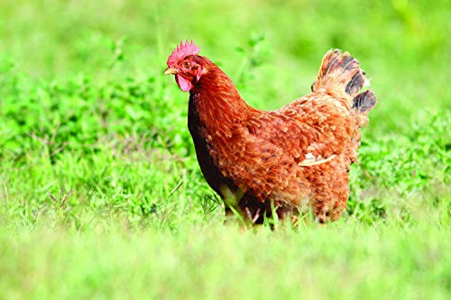 Nature s Seed Great Plains Poultry Pasture Blend 1500 sq  ft