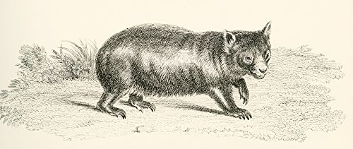 Posterazzi Phascolonus of the wombat family  Australian marsupial now extinct  From The National Encyclopaedia published c 1890  Poster Print 21 x 9