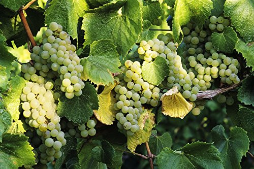 Posterazzi Oregon Willamette Valley Tyee Vineyards Sunlight On Chardonnay Wine Grapes Poster Print 17 x 11