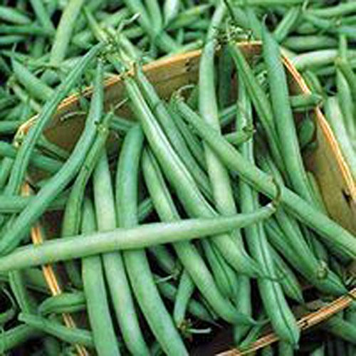 Bean Bush Provider Seeds Organic NonGMO 25 Seeds per Package Hearty Healthy Beans