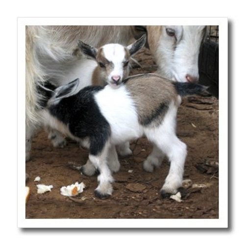3dRose ht12852 Pygmy Goat Family Iron on Heat Transfer for White Material 6 by 6Inch 3dRose ht12852 Pygmy Goat Family Iron on Heat Transfer for White Material 6 by 6Inch