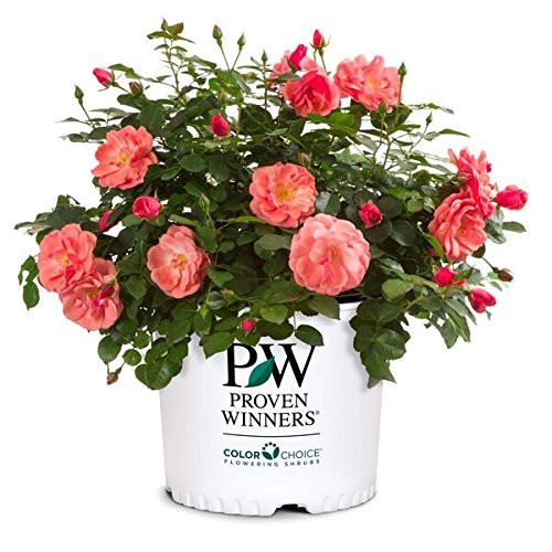 Proven Winners  Rosa OSO EASY Pink Cupcake Rose Rose pink flowers 2  Size Container