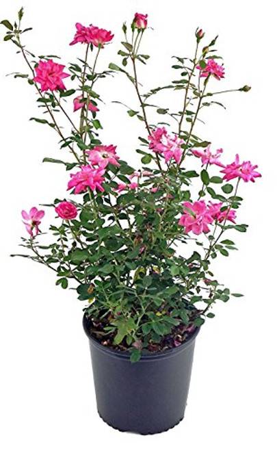 Rosa  Zephirine Drouhin  Climbing Rose Rose thornless pink flowers 3  Size Container