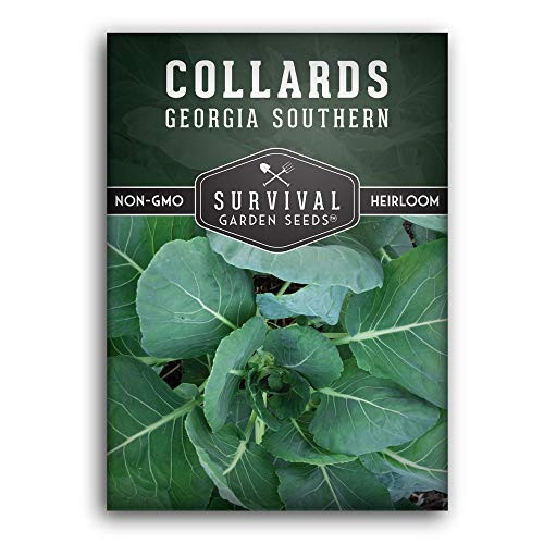 Survival Garden Seeds  Georgia Southern Collards Seed for Planting  Packet with Instructions to Plant and Grow Your Home Vegetable Garden  NonGMO Heirloom Variety