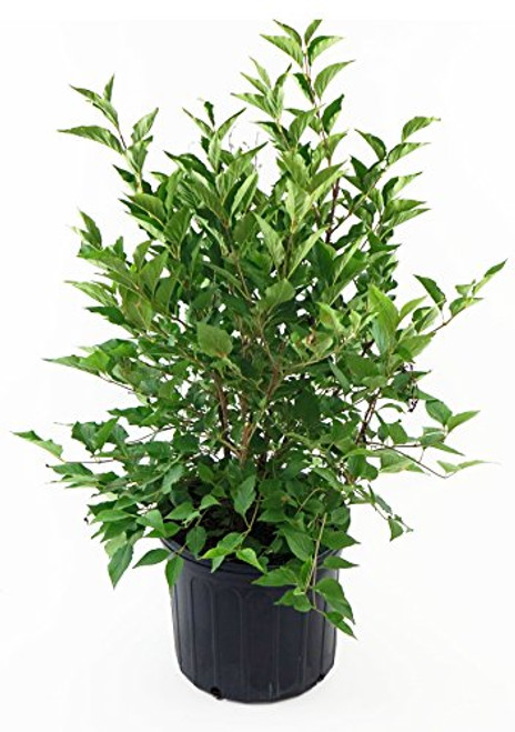 Syringa pub  subsp  patula  Miss Kim  Lilac Shrub lavender flowers 2  Size Container