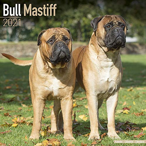 Bull Mastiff Calendar 2021  Dog Breed Calendar  Wall Calendar 20202021