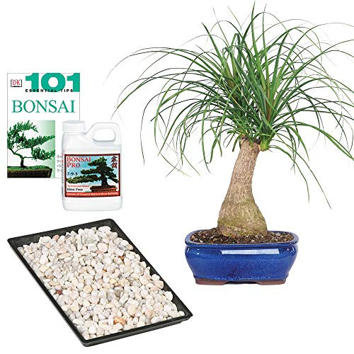 Brussel s Bonsai Live Ponytail Palm Indoor Bonsai Tree6 Years Old 12  to 20  Tall with Decorative Container Small