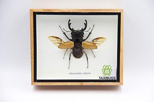 Real Exotic Stag Beetle Odontolobis Elegans Open Wings  taxidermy insect bug collection framed in a wooden box as pictured