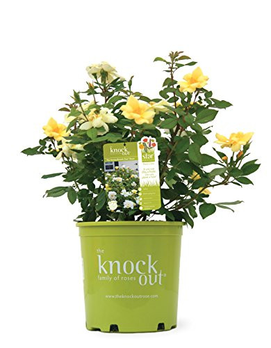 Knock Out Roses  Rosa Sunny Knock Out Rose Rose yellow flowers 2  Size Container