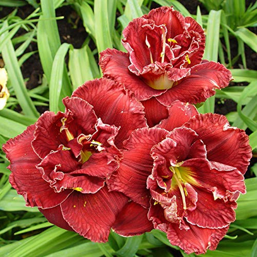Van Zyverden 88361 Daylily Stellar Double Set of 3 Roots Dormant Flower Bulbs Dark Rose