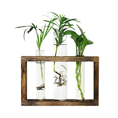 Vumdua Test Tube Planter Glass Planter Propagation Station Plant Terrarium Test Tube with Wood Stand for Propagating Hydroponic Plants Home Office Decoration 3 Test Tube Vumdua Test Tube Planter Glass Planter Propagation Station Plant Terrarium Test Tube with Wood Stand for Propagating Hydroponic Plants Home Office Decoration 3 Test Tube