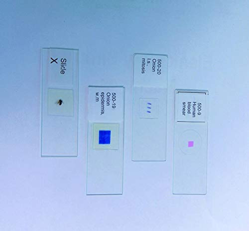 United Scientific Supplies 100 06 Bacteria  3 Types  Prepared Microscope Slide