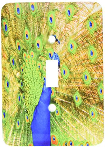 3dRose lsp 99604 1 Brilliant Colored Peacock Remastered Photograph Single Toggle Switch
