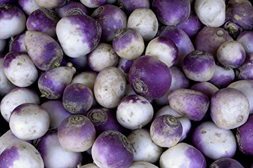 Rutabaga Seeds  American Purple Top    Vegetable Seeds for Planting Outdoor Gardens   Heirloom   Non GMO   Planting Instructions Included  6 Grams Approx 1000 Seeds