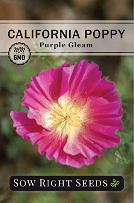 Sow Right Seeds   Purple Gleam California Poppy Seeds to Plant   Full Instructions for Planting and Growing a Beautiful Flower Garden  Non GMO Heirloom Seeds  Wonderful Gardening Gift  1