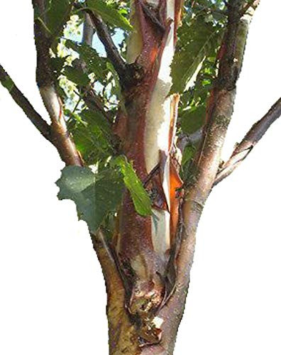 Homegrown Packet Birch Seeds  Tree Seeds  Chinese Paper Birch Tree  80