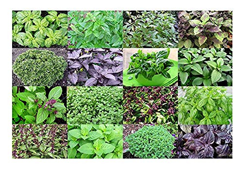 Please Read This is A Mix 100  Basil Mix Seeds 12 Varieties Heirloom Non GMO Fragrant Italian Thai Greek Opal Dwarf from USA