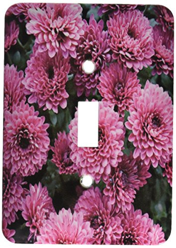 3dRose lsp 17233 1 Purple Pink Mums Toggle Switch