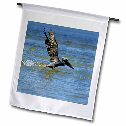 3dRose fl 33218 1 Pelican Takes Off Garden Flag  12 by 18 Inch