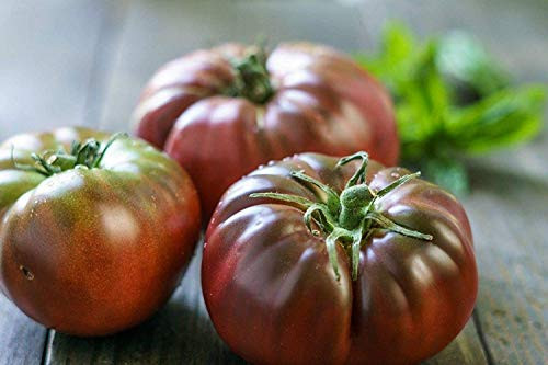 Black Brandywine  Tomato Seeds  100  Premium Heirloom Seeds  Exotic Rich Delicious Flavor   Isla s Garden Seeds   Non GMO  85 90 Germination Rates  Highest Quality Seeds