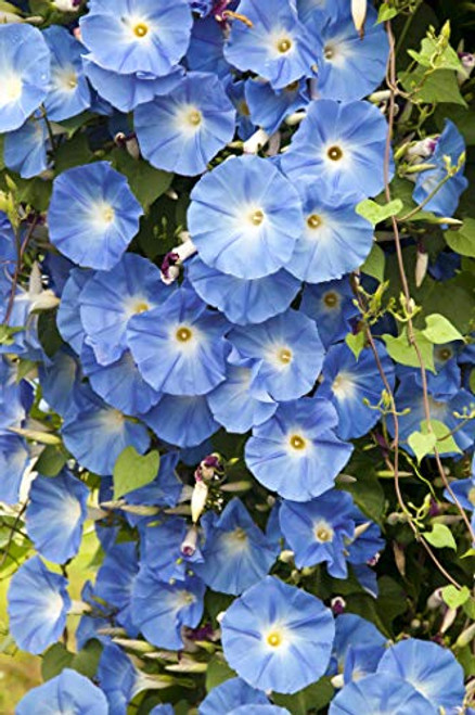 Morning Glory Seeds for Planting Heavenly Blue Untreated Morning Glories