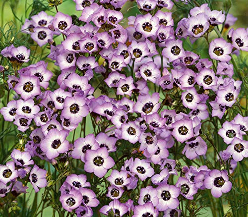 Gilia Birds Eye Flower Seeds 2500 Premium Quality Seeds 90 Germination Exotic Beautiful Pedals Isla s Garden Seeds Gilia Tricolor Gilia Birds Eye Flower Seeds 2500 Premium Quality Seeds 90 Germination Exotic Beautiful Pedals Isla s Garden Seeds Gilia Tricolor