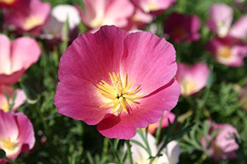 California Purple Gleam Poppy Flower Seeds  1000  Premium Quality Seeds  90 Germination Rates  Lovely Flower Addition to Home Garden   Isla s Garden Seeds