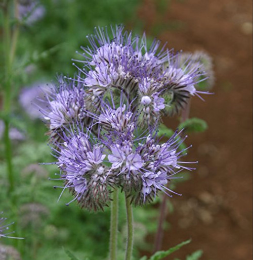 Phacelia Lacy Fiddleneck Flowers aka Purple Tansy 300 Premium Quality Flower Seeds Exotic Flower 90 Germination Rates Isla s Garden Seeds Phacelia Tanacetifolia Phacelia Lacy Fiddleneck Flowers aka Purple Tansy 300 Premium Quality Flower Seeds Exotic Flower 90 Germination Rates Isla s Garden Seeds Phacelia Tanacetifolia