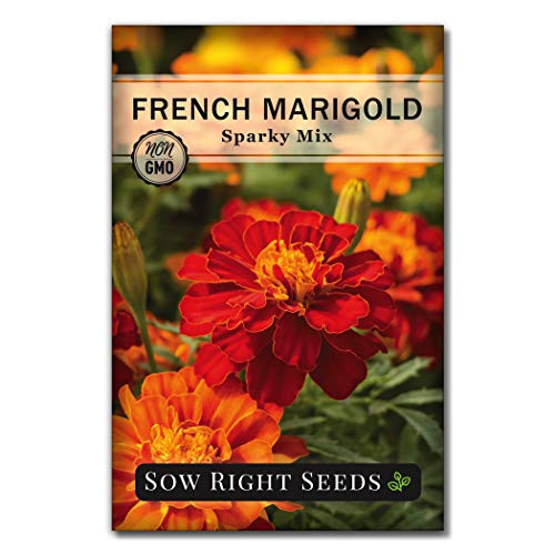 Sow Right Seeds  Sparky Marigold Seeds for Planting  Beautiful to Plant in Your Flower Garden  Non GMO Heirloom Seeds  Wonderful Gardening Gift  1