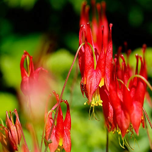 Outsidepride Columbine Eastern Red   1000 Seeds