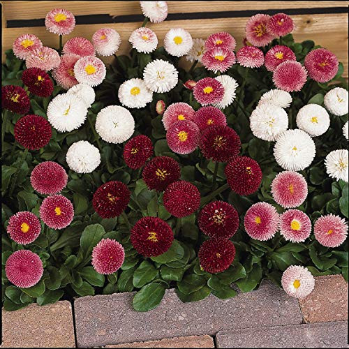 Outsidepride English Daisy Bellis Perennis Flower Seed Mix   5000 Seeds
