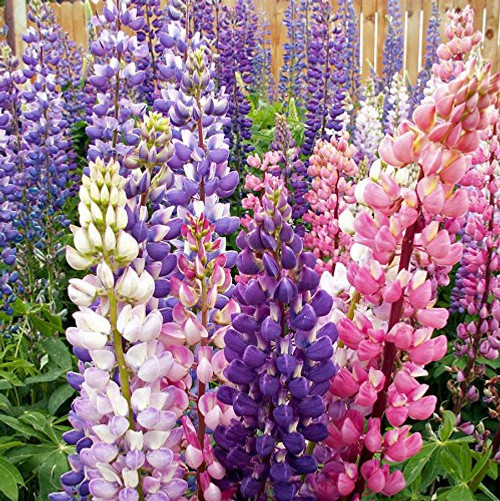 Outsidepride Lupine Russells Plant Flower Seed   500 Seeds